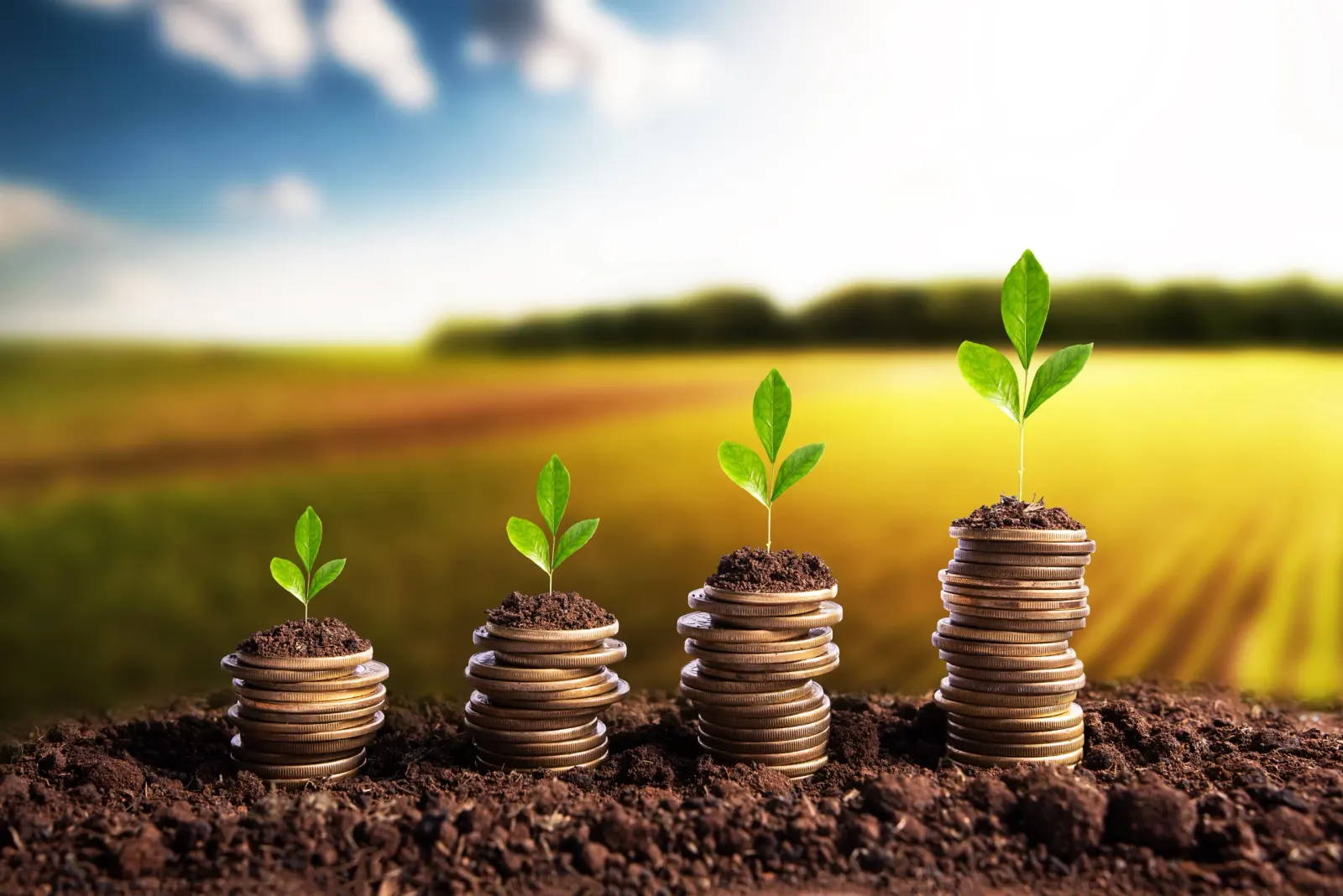 Four rising stacks of coins in soil, each topped with a green seedling, against an open field
